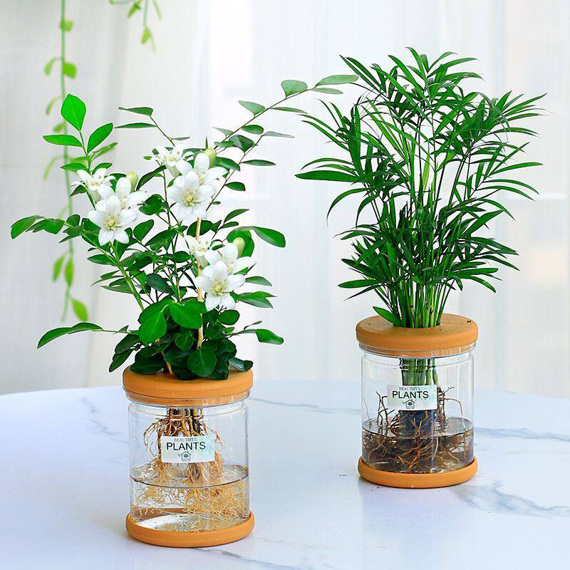 水培室内植物盆栽绿萝虎皮兰办公室内四季好养水养花卉绿植小盆栽
