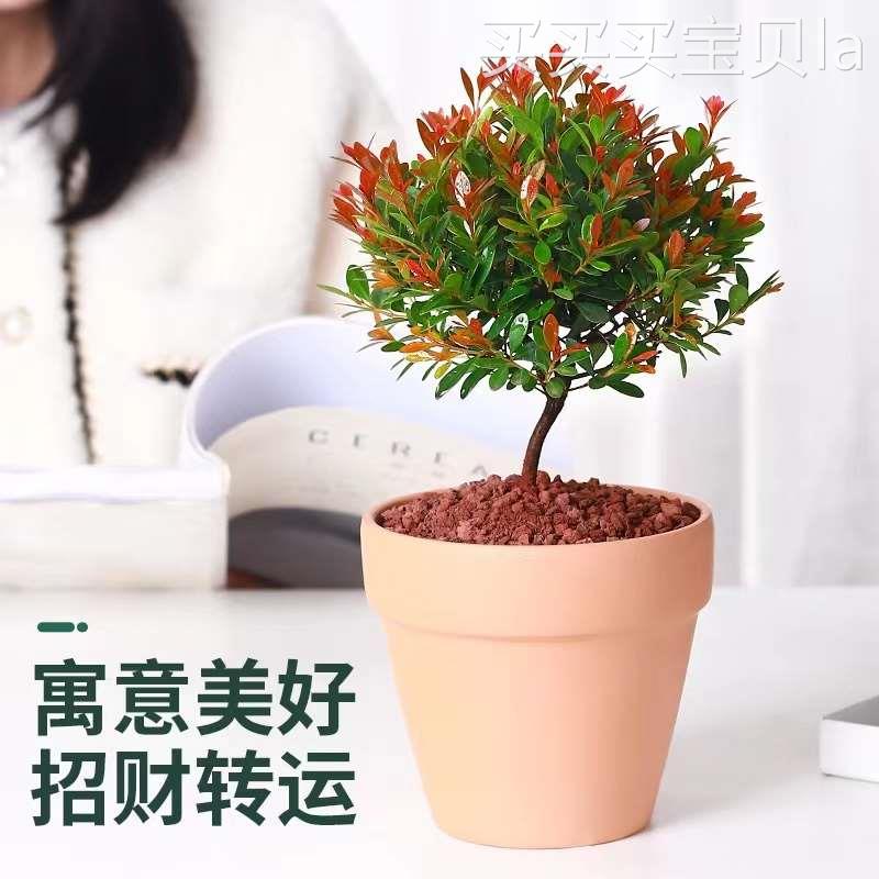 小叶赤楠老桩紫檀盆景盆栽植物花卉微景观客厅室内阳台办公室好养