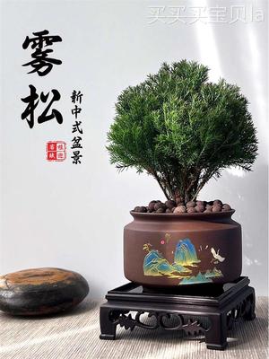 雾松植物防辐射创意礼物盆栽室内好养新中式盆景四季常青桌面绿植