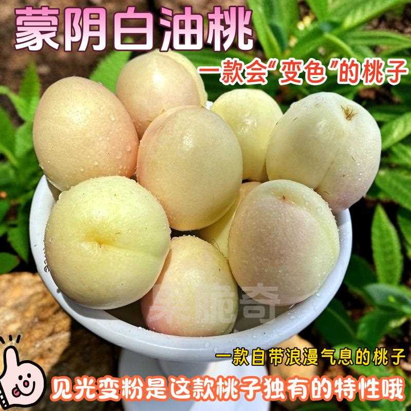 蒙阴奶油冰激凌白桃桃白油桃变色桃现摘发山现东脆甜蜜粉新鲜水果