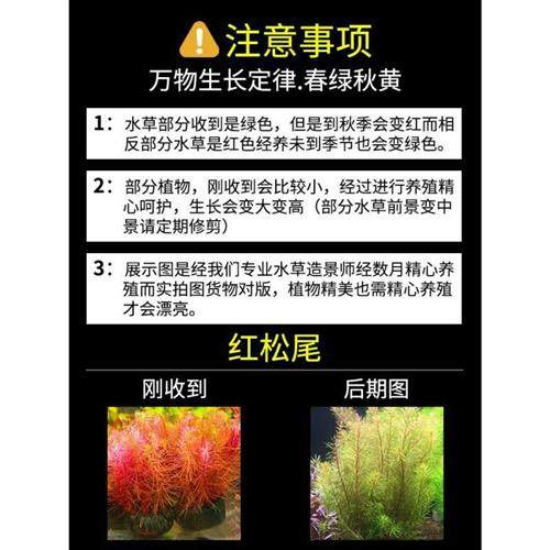水草鱼缸水草植物真草阴性草缸造景套餐水培莫斯蜈蚣水榕水草