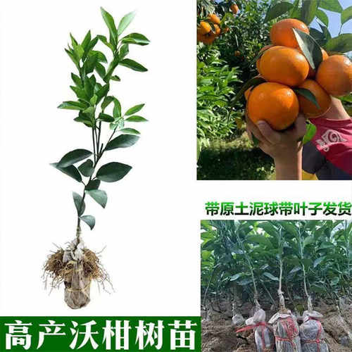 南北种植无核籽广西沃柑树苗