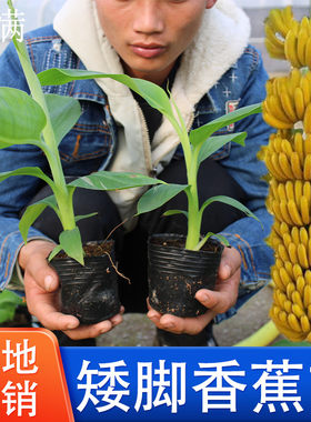 香蕉苗树苗矮化蕉威廉斯B6高产中蕉9号香蕉南方果树苗带土带叶