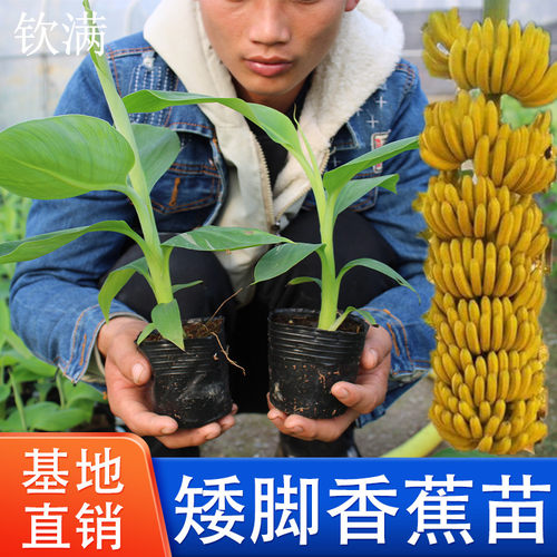 香蕉苗树苗矮化蕉威廉斯B6高产中蕉9号香蕉南方果树苗带土带叶