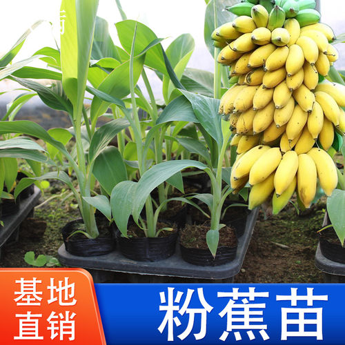 香蕉苗树苗威廉斯B6粉蕉苗包邮南方香蕉苗粉蕉巴西蕉矮化中蕉9号