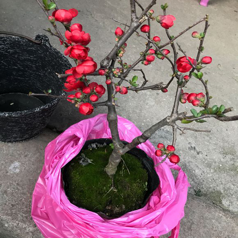 海棠花盆栽树苗盆景重瓣老桩庭院绿植物室内四季花卉开花好养易活