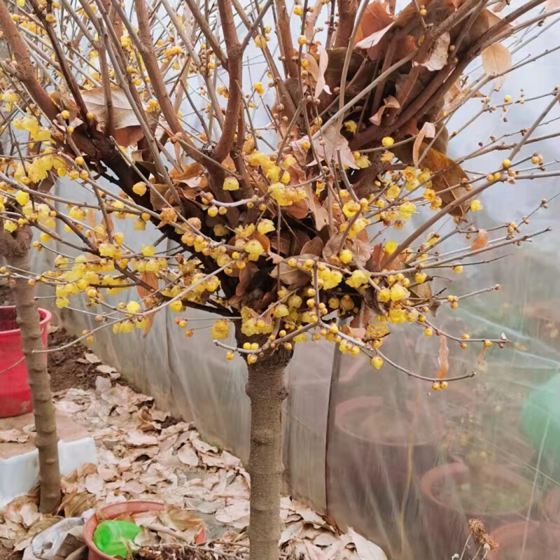 庭院地栽型高杆鄢陵素心蜡梅花树苗耐寒浓香别墅花奴园艺腊梅基地