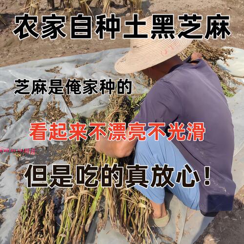 （25年新芝麻）山西农家旱地黑芝麻老式土芝麻新货未清洗未染色