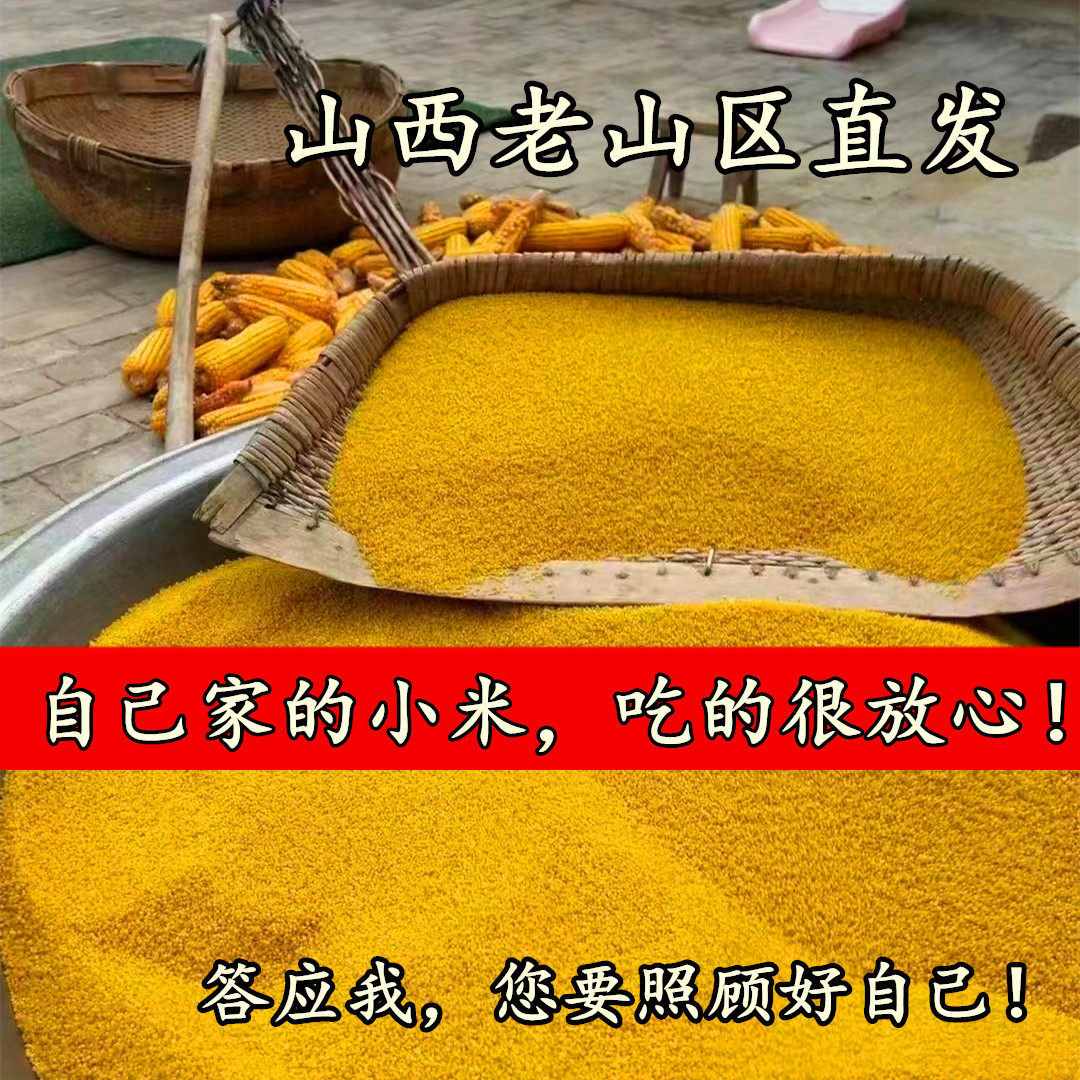 （爷爷奶奶坚持种的老小米）山西小米
