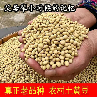 （老人一直在种的黑肚脐土黄豆）山西农家自种老品种黄豆笨黄豆