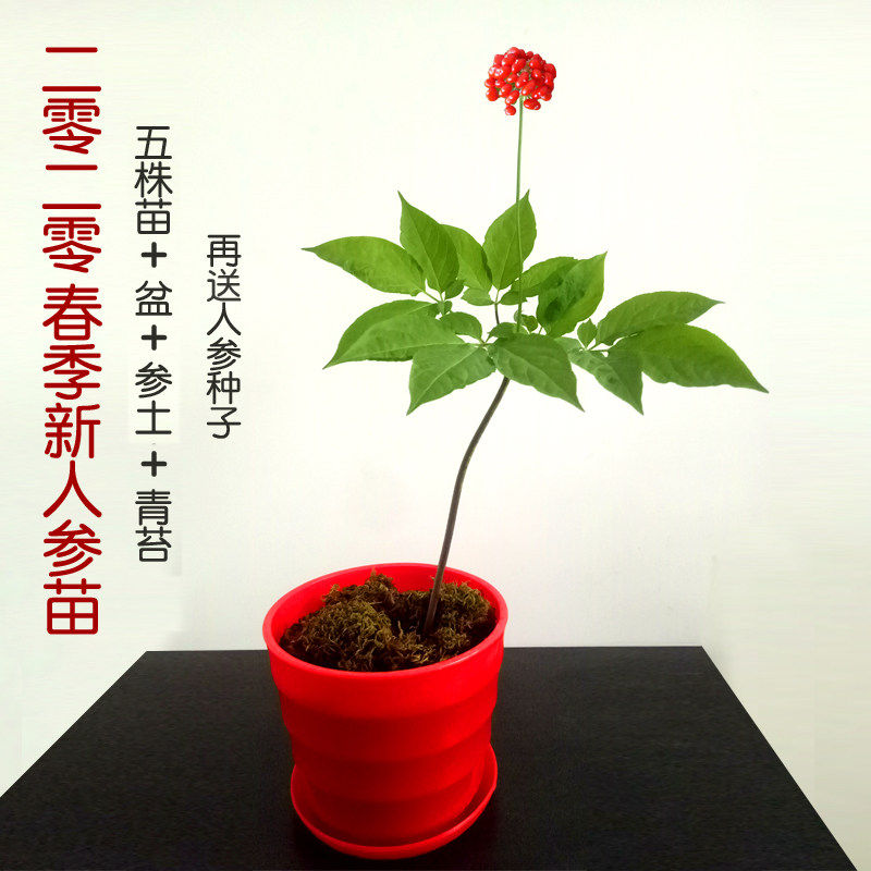 人参苗盆栽种植长白山带土鲜人参种子东北人参种籽