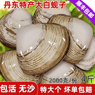 丹东野生特大号白蚬子鲜活白蛤无沙新鲜白蛤蜊花蛤花甲海鲜水产
