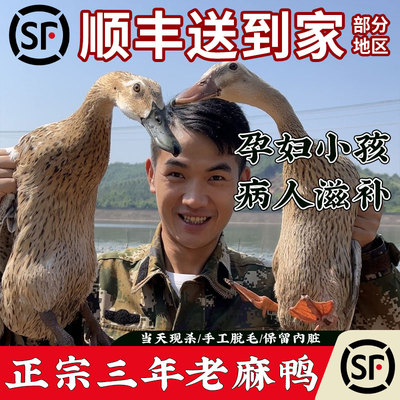 兵哥农场三年老母鸭麻鸭土鸭