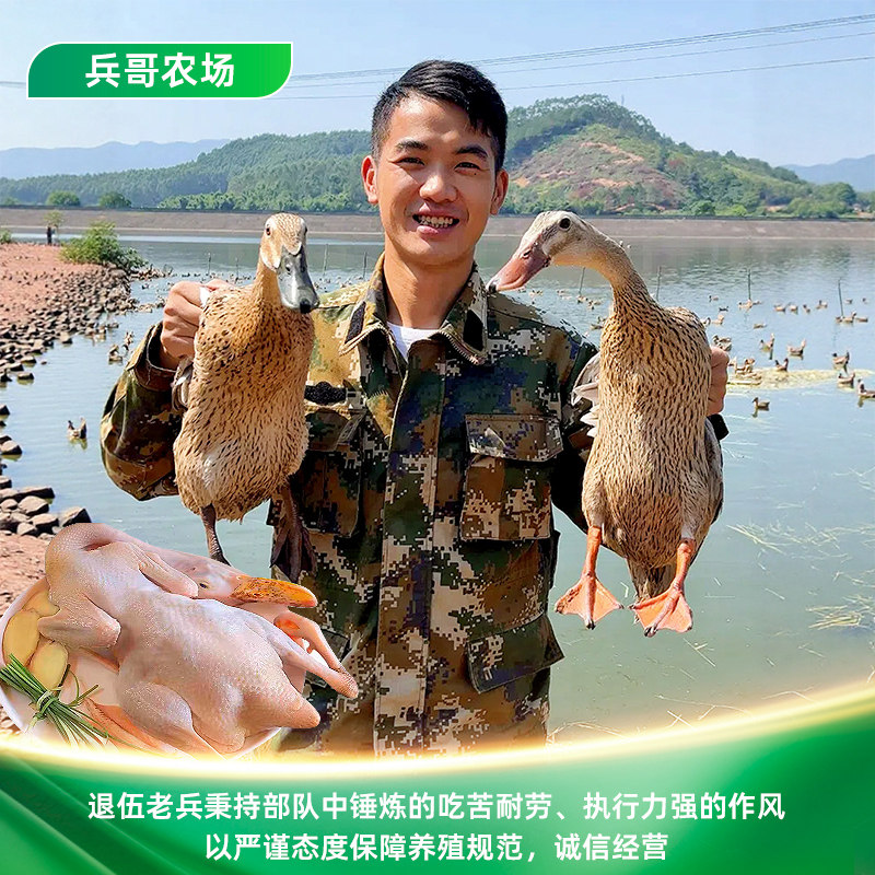 广西兵哥水库放养土鸭三年老鸭新鲜现杀土鸭子煲汤水库散养麻鸭肉