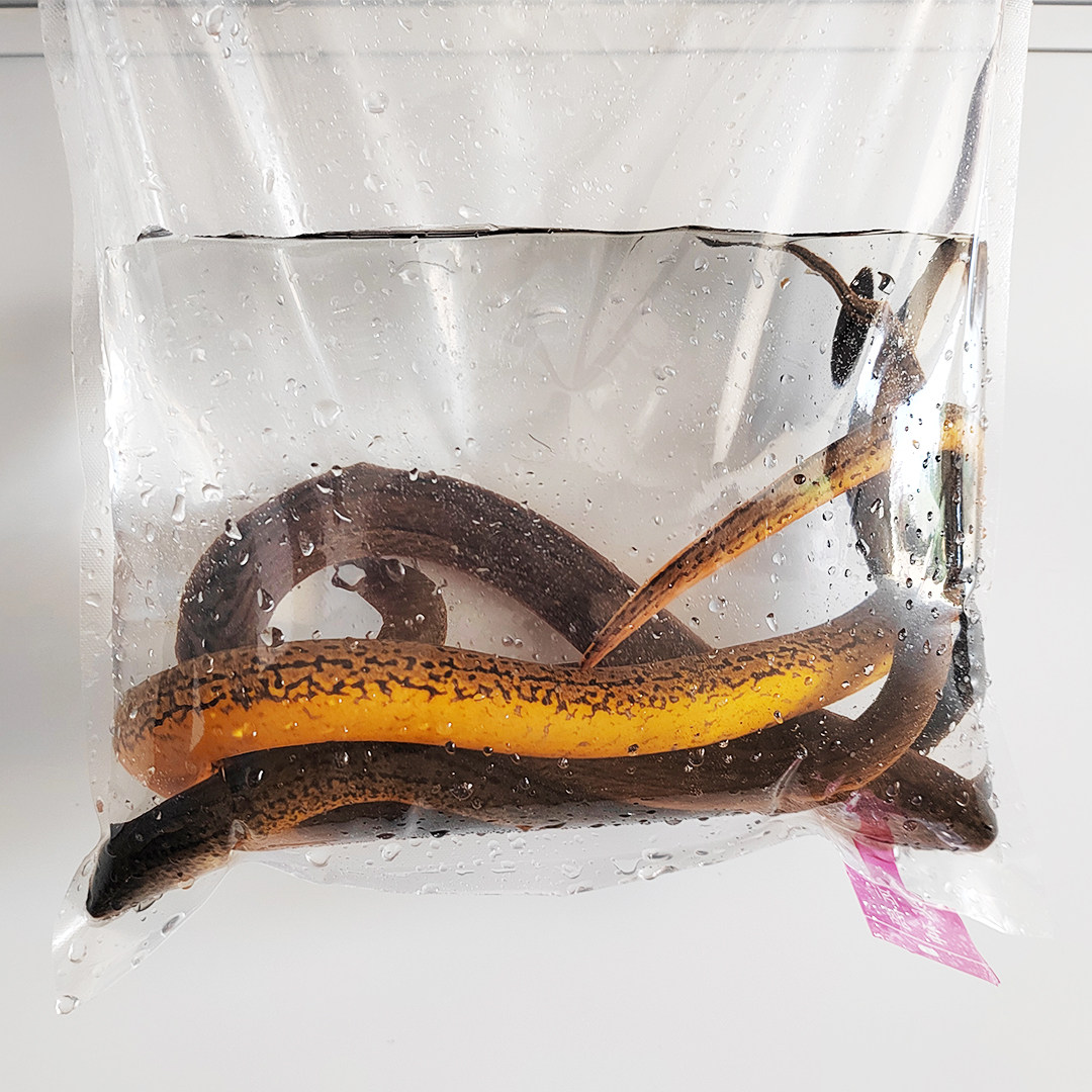 荆州松滋纯野生黄鳝鲜活盘鳝大黄鱼