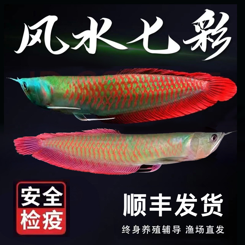 招财热带鱼银龙鱼热带鱼活体