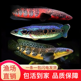 雷龙鱼印尼黄黑魔神森塔伦七彩海象雷龙中加仙塔兰姆红帝王红魔神