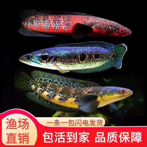 雷龙鱼印尼黄黑魔神森塔伦七彩海象雷龙中加仙塔兰姆红帝王红魔神