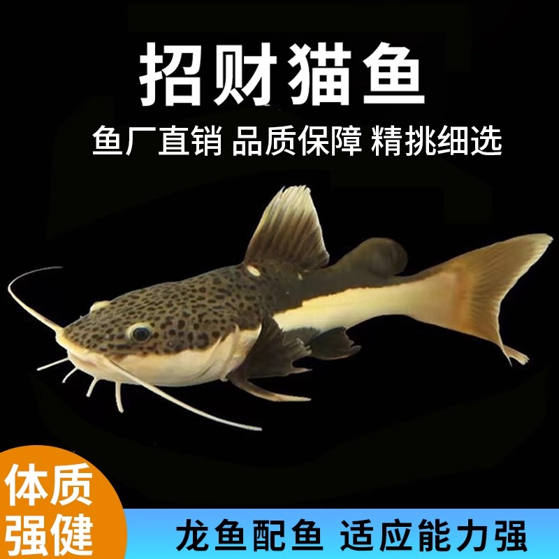 鱼热带观赏鱼招财猫鲶鱼活体
