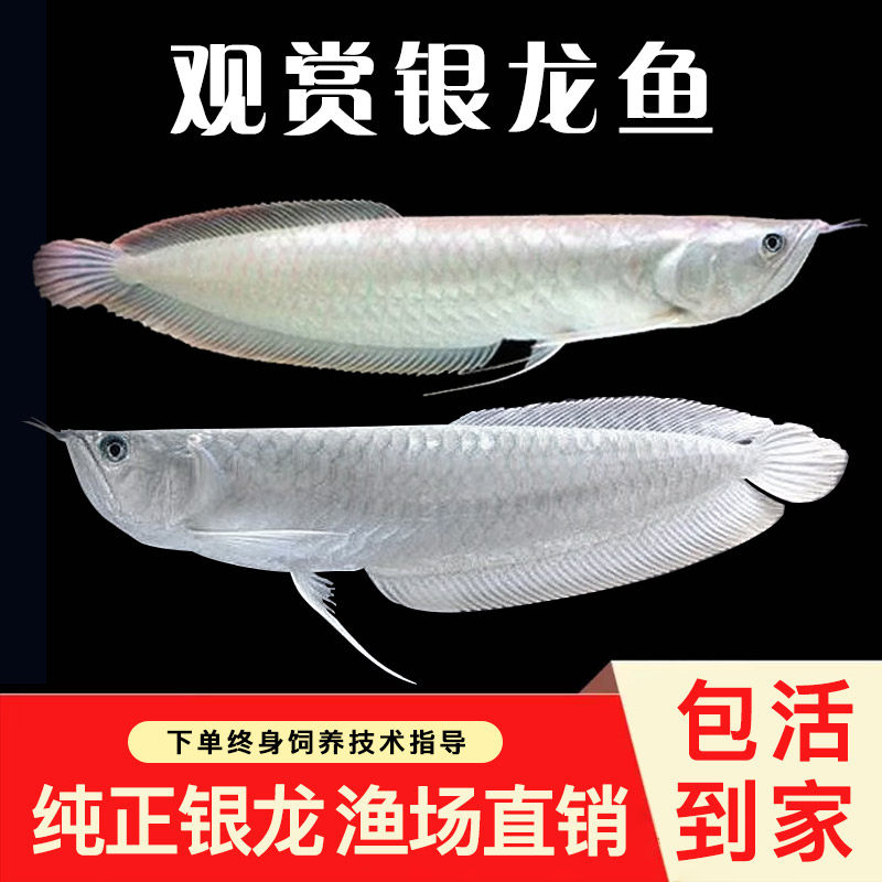 银龙鱼活鱼苗热带观赏鱼中大型银鱼