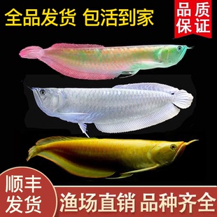七彩银龙鱼活鱼苗大型热带观赏鱼红眼白子黄化银龙鱼练手淡水龙鱼