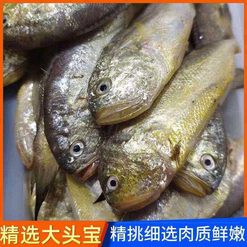 大连新鲜大头宝鱼梅童鱼野生黄鱼冷冻东海舟山梅子鱼4斤顺丰包邮