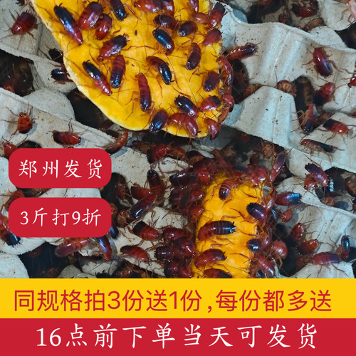 樱桃蟑螂源头发货实惠优质饲料