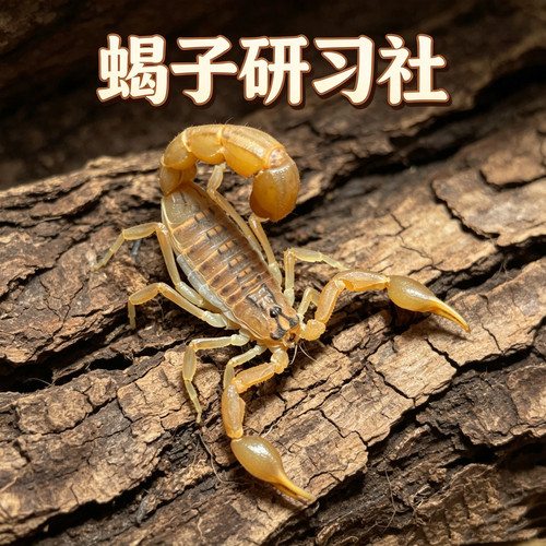 巴基斯坦黄鳄背蝎入门宠物蝎沙漠蝎异宠包邮包活送饲养套餐