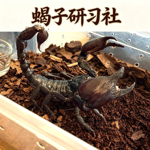 亚洲雨林蝎林神异距蝎超大黑蝎子网红宠物蝎温顺可上手人工繁殖