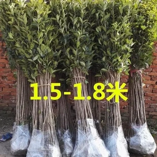 桂花树苗金桂丹桂八月桂四季桂状元红庭院桂花盆栽室内外绿植编织