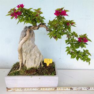 三角梅花树苗老桩附石三角梅榆树铁包金小叶茶樱桃 黄杨 三角梅