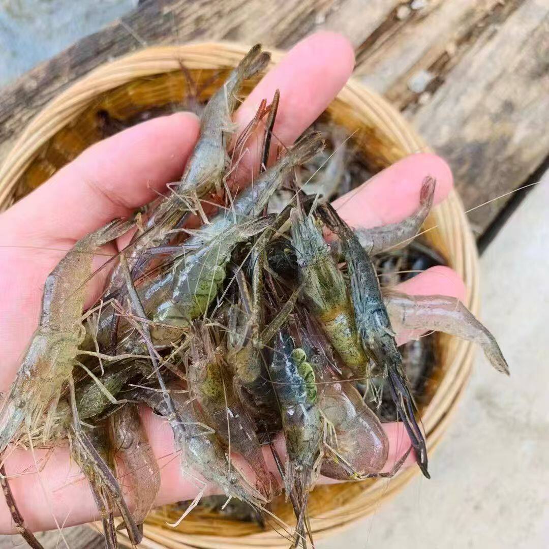河虾苗青虾太湖三号沼虾苗长臂大头虾苗养殖淡水清虾苗活体淡水养
