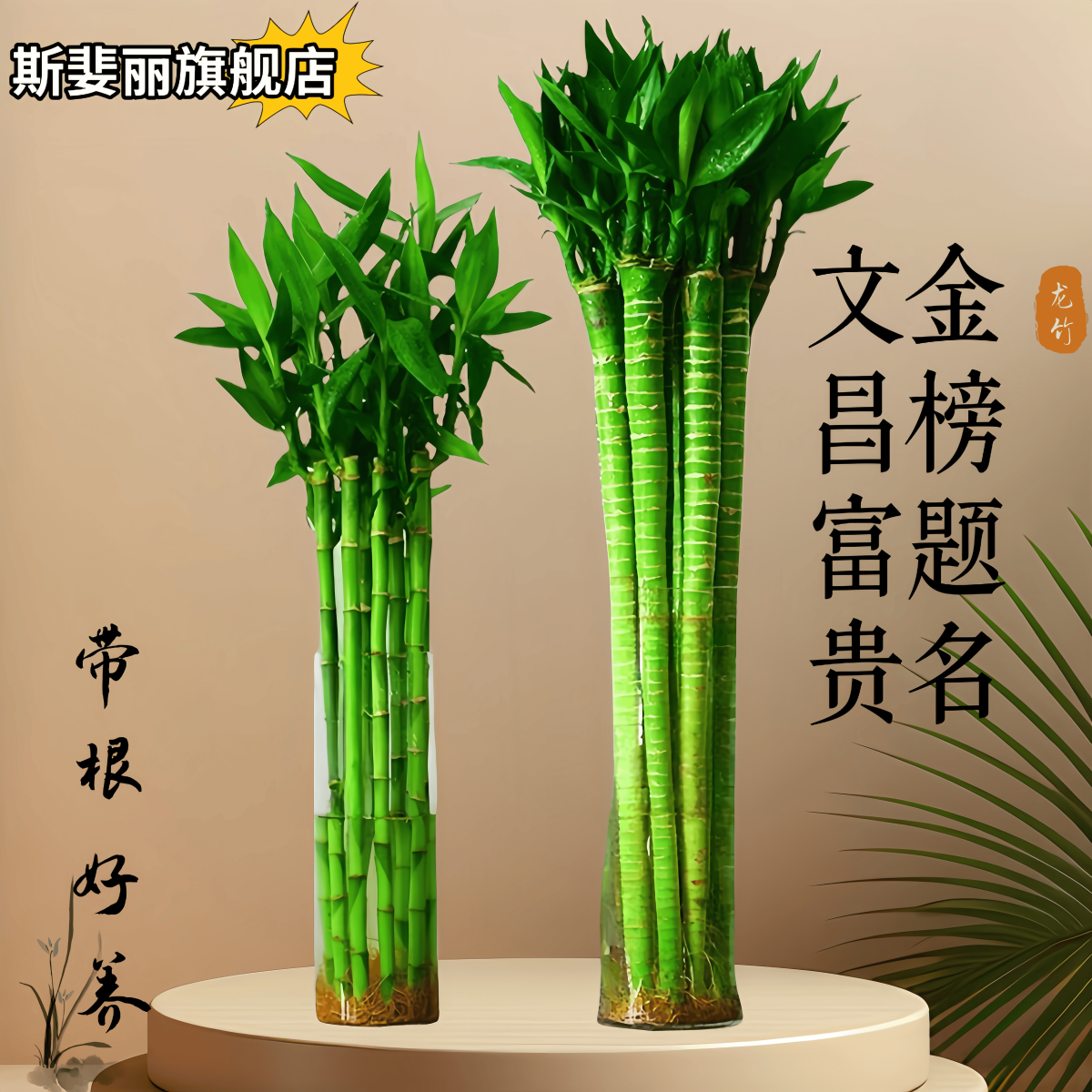 文昌富贵金榜题名带根好养龙竹