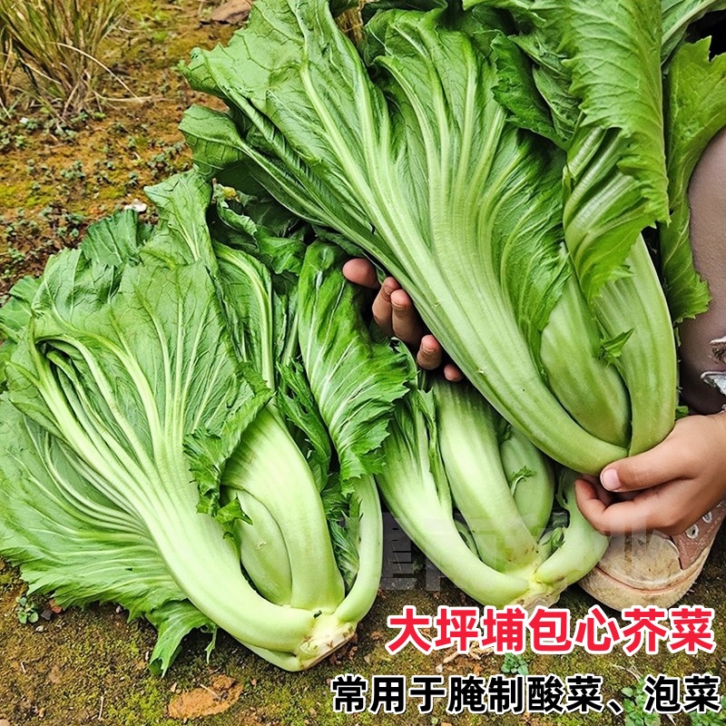 老品种芥菜秧苗带土本地疙