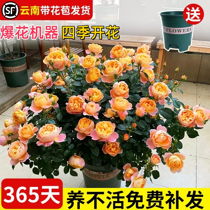 果汁阳台月季花苗带花苞大花灌木盆栽室内红果汁阳台多头玫瑰花苗