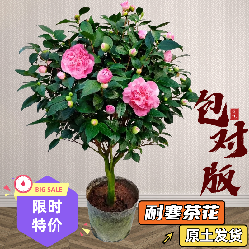 桂花五色赤丹庭院盆栽地栽浓香型