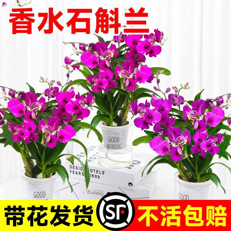 香水石斛兰盆栽带花苞浓香型花卉室内水培植物四季种植好养活绿植
