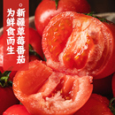 新疆草莓西红柿普罗旺斯沙瓤铁皮番茄农家新鲜自然熟生吃水果柿子