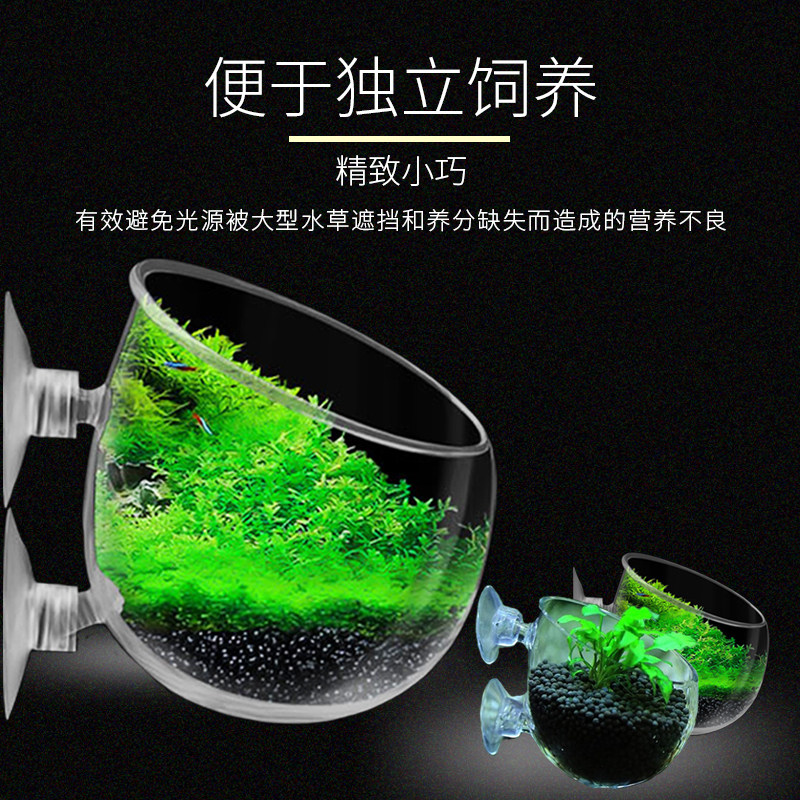 宠声玻璃水草杯定植造景