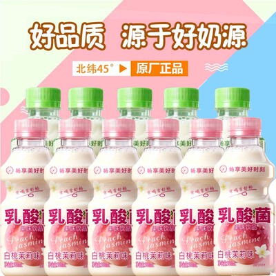 乳酸菌酸奶饮品新品酸奶批发