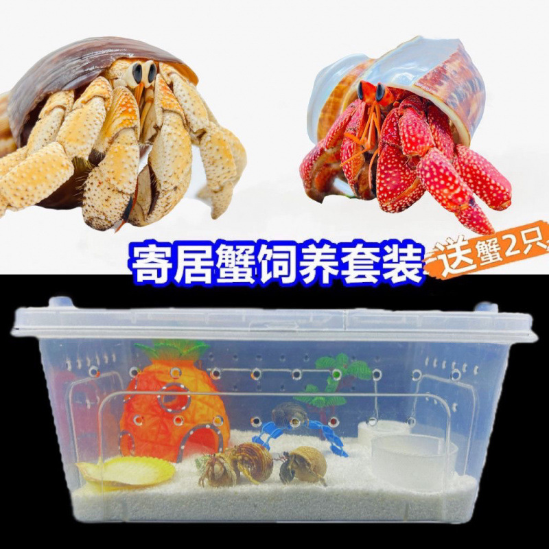 寄居蟹宠物饲养箱套装专用沙造景躲避屋水盆攀爬藤海盐螃蟹缸