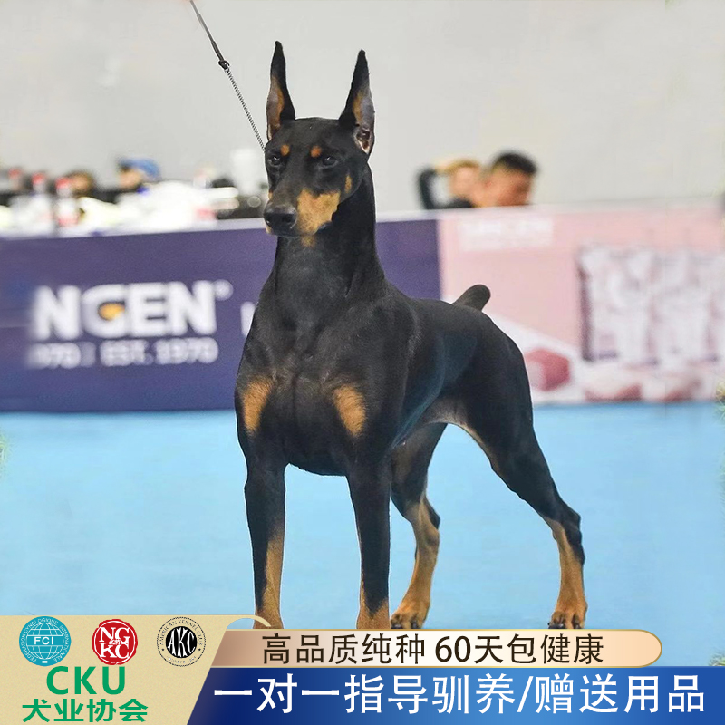 CKU双血统纯种德系和美系杜宾犬