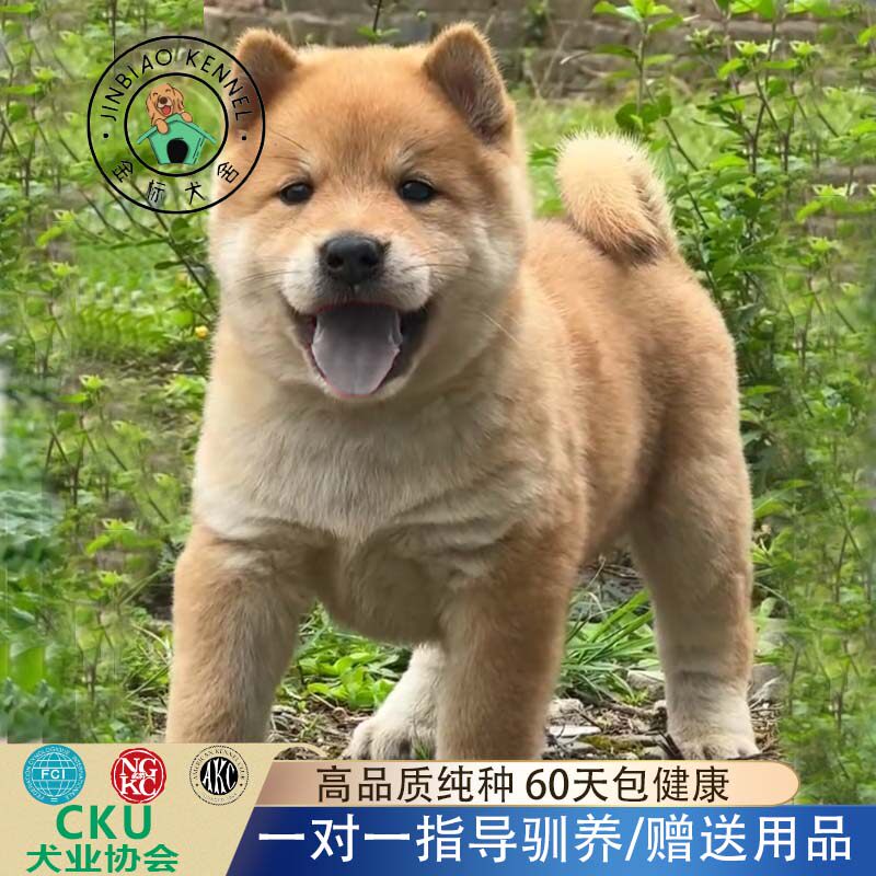 上百只正宗黄狗白面供您挑选图片