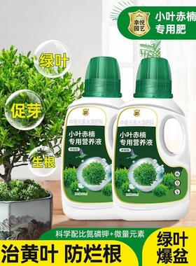 小叶赤楠营养液花肥小叶赤楠肥料专用肥防黄叶掉落金丝楠木水溶肥