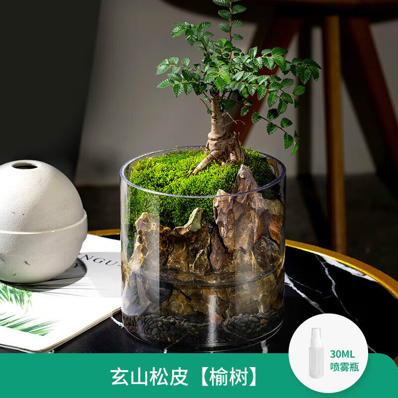 玄山桌面苔藓微景观造景植物生态瓶绿植盆栽玻璃室内盆景创意摆件