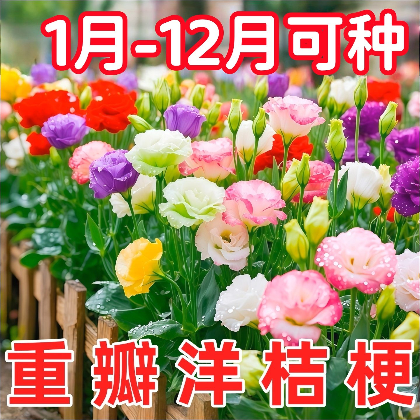 2000粒进口洋桔梗包活包对版图片