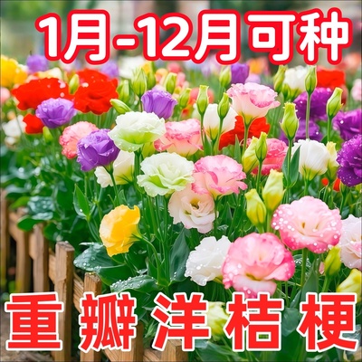 2000粒进口洋桔梗包活包对版