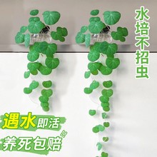 山乌龟爬藤植物水培一叶龟观叶盆栽红藤种球室内桌面绿植四季好养