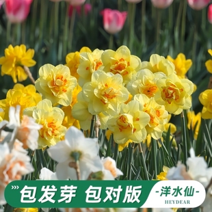 进口重瓣洋水仙种球四季 耐寒水仙花种籽土培水培郁金香盆栽花卉
