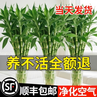 富贵竹水培植物客厅招财花卉绿植室内四季好养盆栽带根粗杆水竹子
